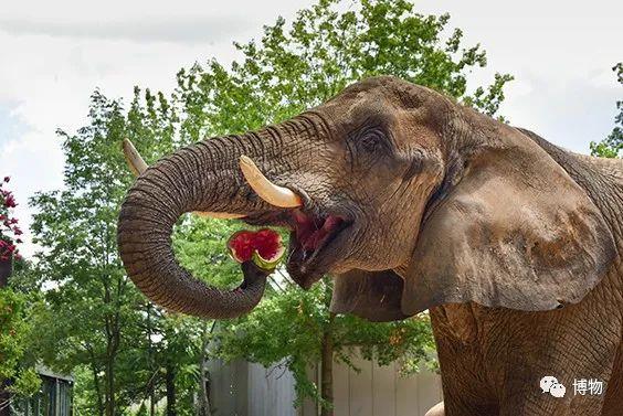 elephantdrawing不过,即便长鼻子对大象至关重要,但对于小象来说,它们
