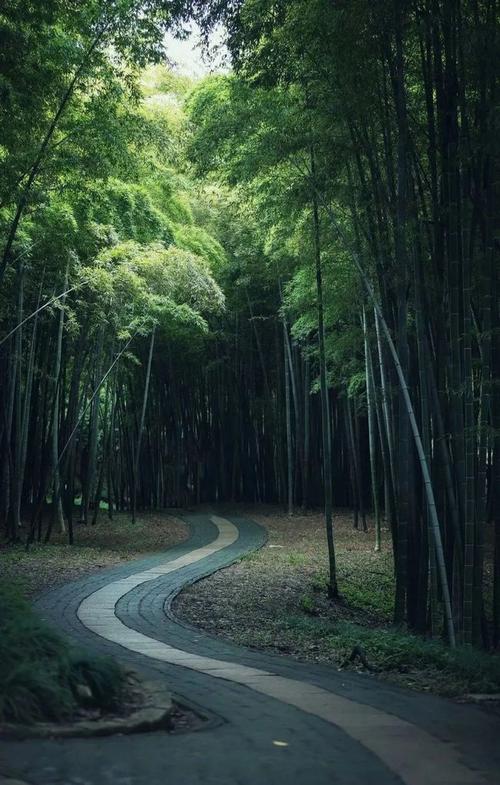 竹,最高境界的风骨|竹子|竹林|无求_网易订阅