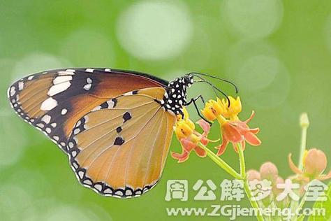 梦见漂亮的蝴蝶是什么意思?