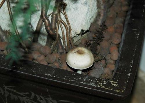 出远门回来,进门见到家里长满蘑菇,我愣了5分钟!