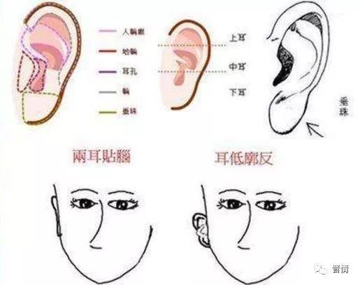 耳朵红 面相图片