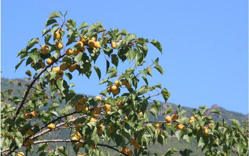 杏树长得越好,家中运势越低落,所以杏树不适合栽种在院子中