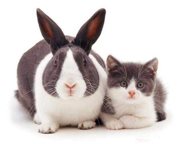 猫咪遇上和自己长一样的兔子,百年修得同船渡,千年修得神同步!