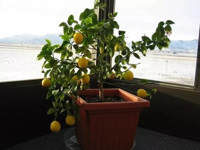 在家里养盆栽柠檬保证开花结果的几个关键,枝条扦插也能繁殖