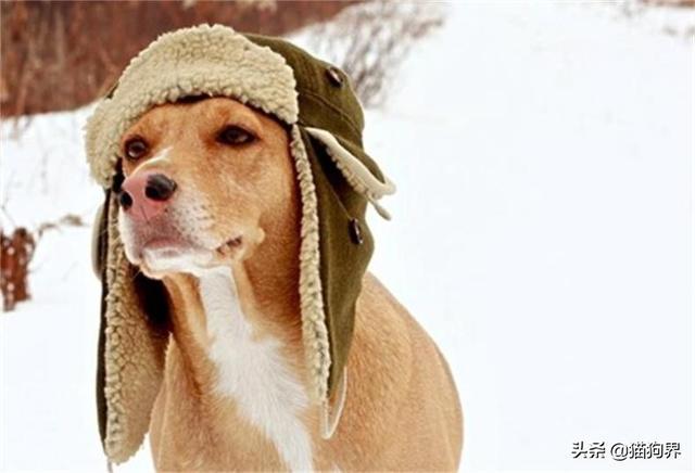 狗狗冬天怕冷吗别让忽视影响它的健康狗狗大明星