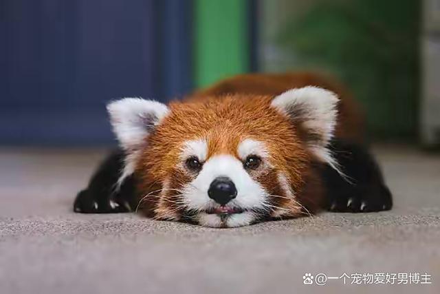 今天小编要说的小动物的名字叫作小熊猫(英文又称:redpanda):是小熊猫