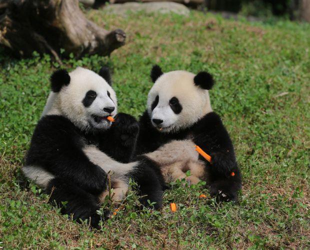 为国宝取名都江堰4只大熊猫宝宝面向全球征名