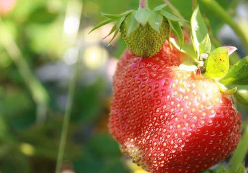 春天里的幸福滋味 2023上海草莓采摘地推荐(3)