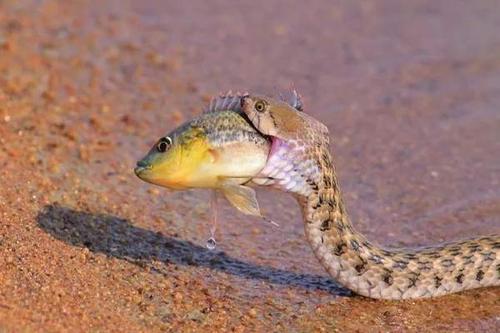 梦见鱼里有一条蛇是什么意思_梦见鱼里有一条蛇寓意着什么_长安人解梦