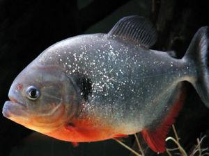 食人鱼南美洲食肉淡水鱼