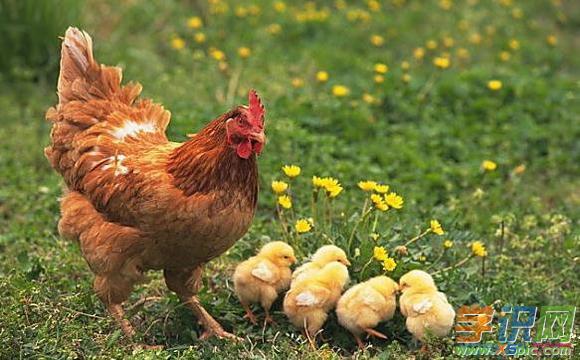 学识网 民俗学 周公解梦大全查询 动物类    梦见鸡是什么意思?