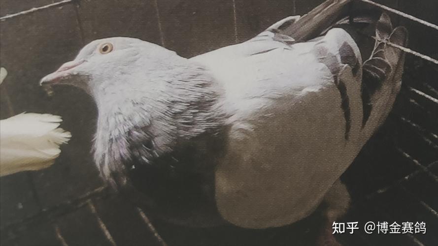 博金赛鸽丨导致鸽子歪脖的原因有哪些