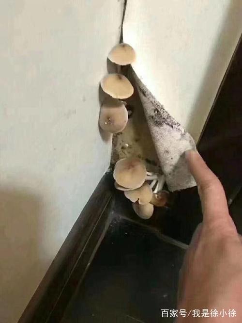 我的天呐!家里房间墙上竟长出了蘑菇,看看怎么回事