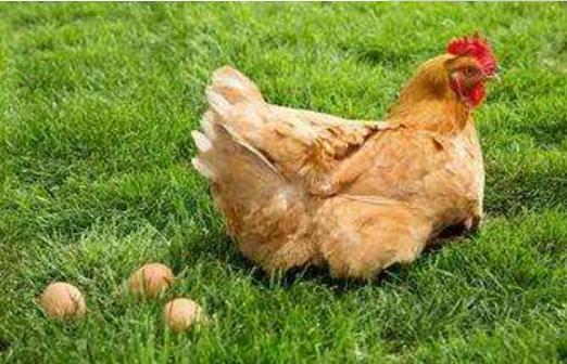 梦见鸡下蛋是什么意思女人梦到母鸡下蛋去捡鸡蛋有什么预兆