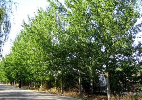 南抗常绿杨树品种及栽培技术