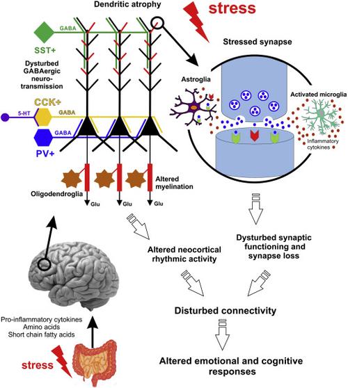 图1,现代理论认为中枢神经系统的所有关键细胞因子都参与了抑郁症的