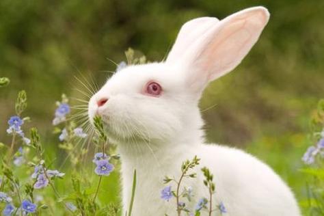 属兔的幸运色是什么颜色2023年,属兔的幸运色是什么颜色2023年