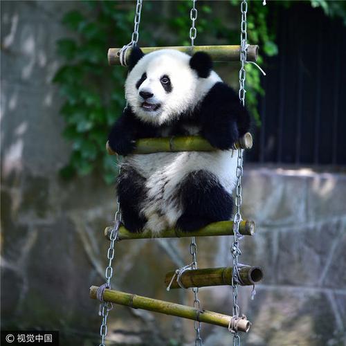 一起来到动物园给熊猫过生日