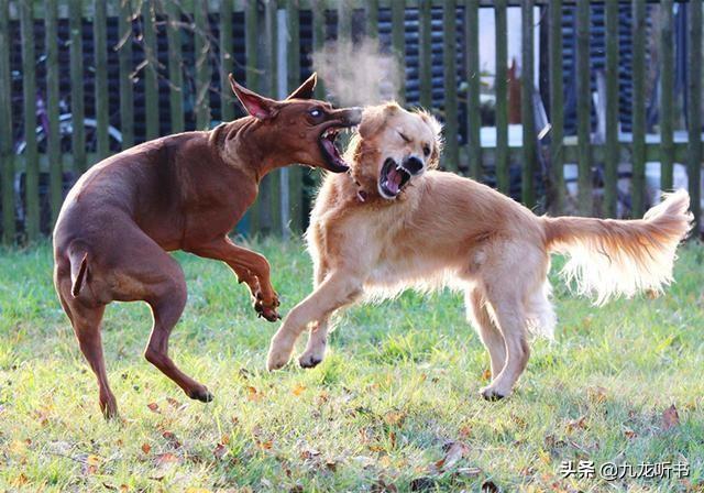 我们经常能看到两只狗打架其真正的原因是什么