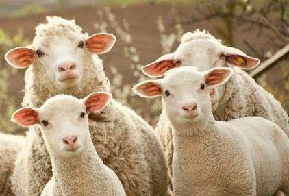 十羊九不全是什么意思关于属羊的说法有哪些
