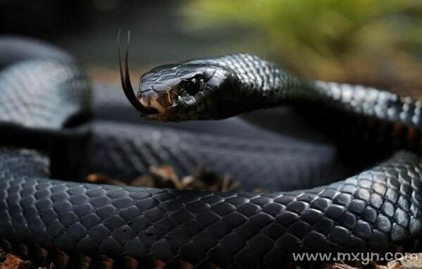 梦见黑色大蟒蛇是什么意思预兆 - 原版周公解梦大全