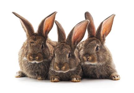 男孩和女孩兔子的配对插图.复活节人物和背景三只小兔子.