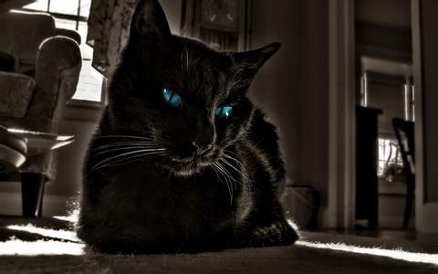 梦见黑猫周公解梦,梦见黑猫是什么意思?