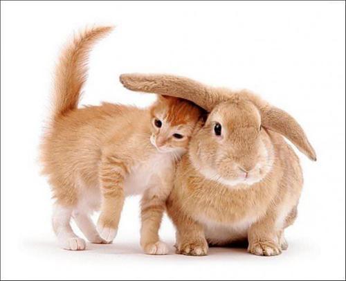 猫为什么喜欢和兔子玩 猫和兔子的争论
