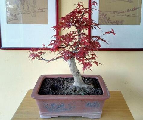 日本红枫盆景怎么养六个小细节养出美丽红枫