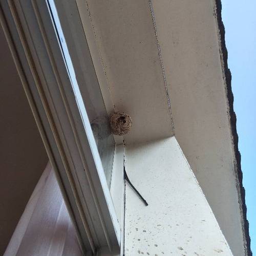 风水易经家有蜂巢预示我家2楼卧室窗外上面左上角有一窝蜂巢好不好?