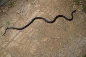 梦见一大一小两条黑蛇,是有危险吗?