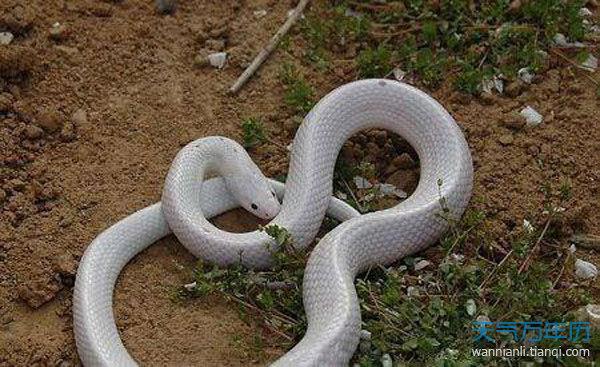 梦见白蟒蛇有什么预兆梦到白色蟒蛇什么预兆