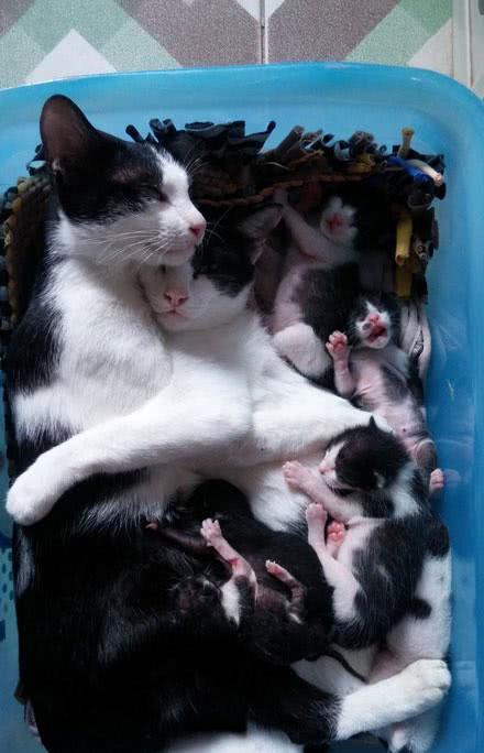 猫咪妈妈刚刚生下了一窝小猫,一共是六只奶牛猫宝宝,而猫爸爸看着精