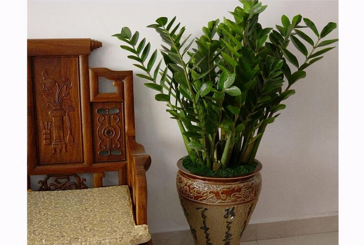 富贵椰子风水摆放禁忌10种室内最好养的植物