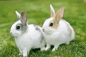 2,属兔和什么属相是最佳婚配同年龄:属兔的今年最佳配偶属什么