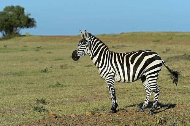 斑马草原上黑白相间的风景线斑马的特点及生活习惯有什么特殊