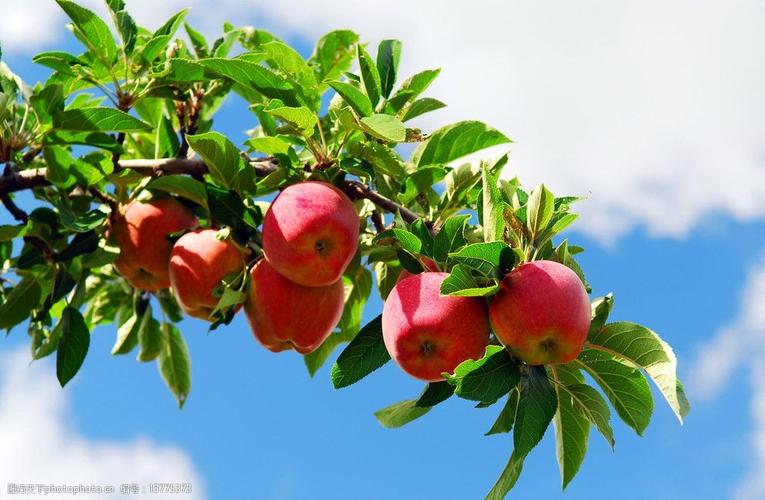 关键词:红苹果蓝天空 树枝 绿色 苹果 苹果树 蓝天 白云 绿叶子 水果