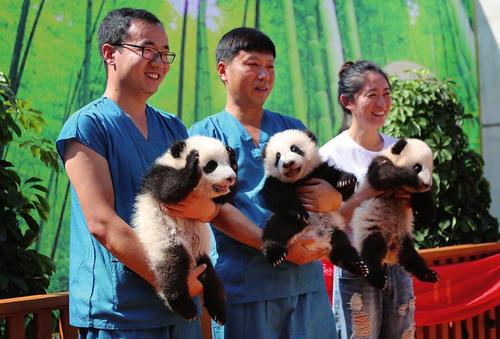 三只大熊猫等你起名字   记者陈飞波摄