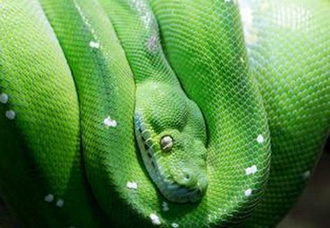 梦见一条带绿色的大蟒蛇是什么意思_周公解梦