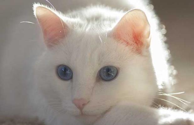 梦见白猫是什么意思?