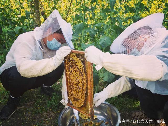 高山上的生态蜜——石仓岩天然土蜂蜜