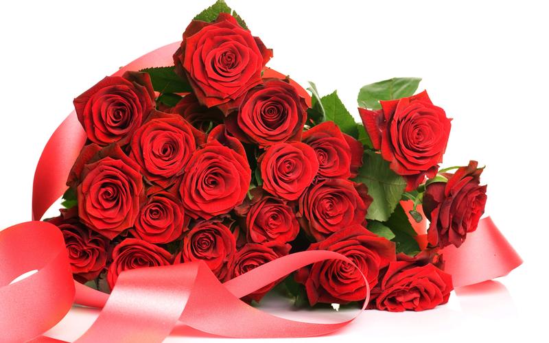 高清晰植物爱情之花-红玫瑰图片壁纸