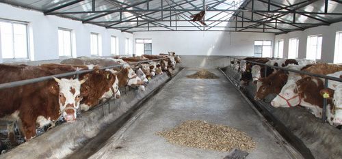 山东养牛网 怎样养牛 养牛技术 创兴养牛场 养牛成本