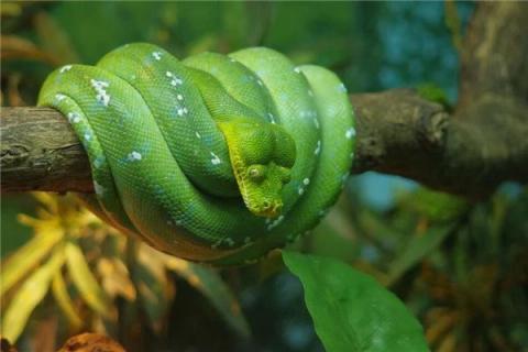 梦见绿色大蟒蛇是什么预兆梦到绿色大蟒蛇是什么意思