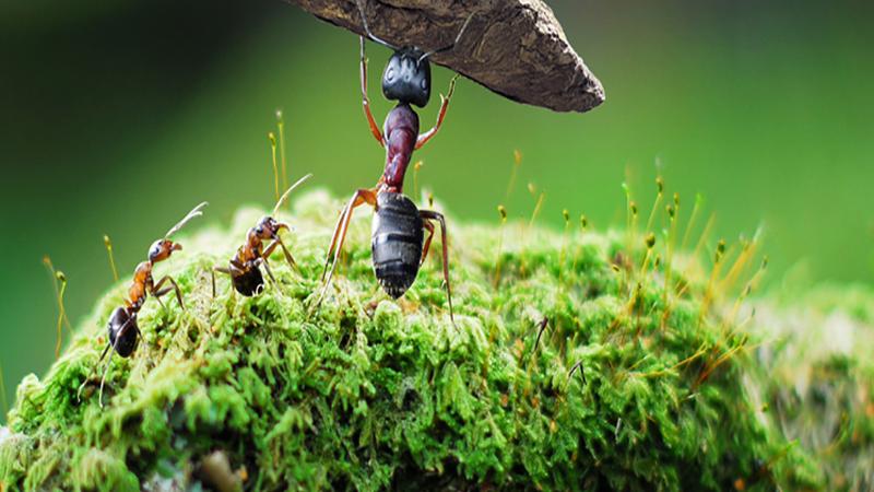 梦见蚂蚁成群:蚂蚁本身是一种协作精神很强的动物,梦到蚂蚁就是一种样