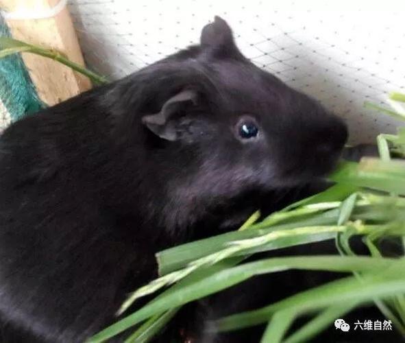 中华黑豚的外形是浑身都是黑色的,黑毛,黑眼,黑耳,黑脚,又因为原产地