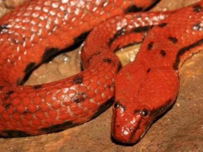 动物趣闻红色蛇类有哪些盘点世界上十种红色蛇类