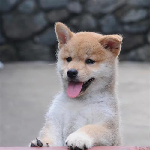 出售纯种日本柴犬/宠物狗狗活体小柴犬幼犬短毛小型犬幼崽有公母