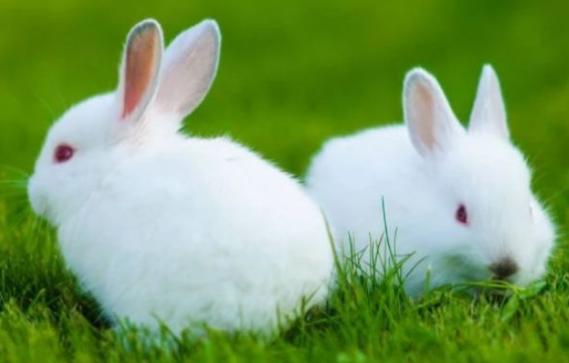 生肖兔12个月份12种命运这几月出生的属兔人天生好命