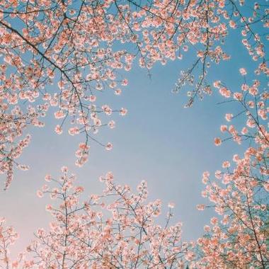 唯美好看的樱花微信风景头像高清 到最后刻骨铭心的都淡忘了分享!